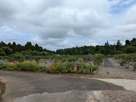 PXL_20240714_051412782