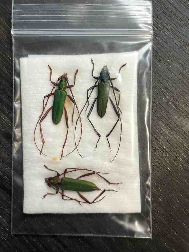 標本整理と頂き物紹介 : ばいおの採集日記