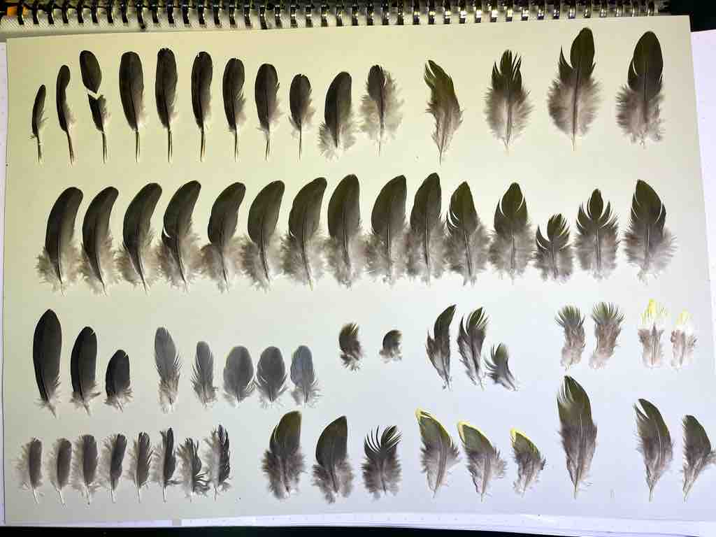 野鳥の羽根 クイナ 標本 野鳥の羽根 クイナ 標本 クイナ(2023.03.18