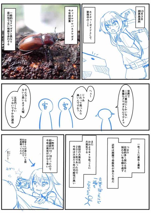 西表島のチャイロマルバネクワガタ採集記 : ばいおの採集日記