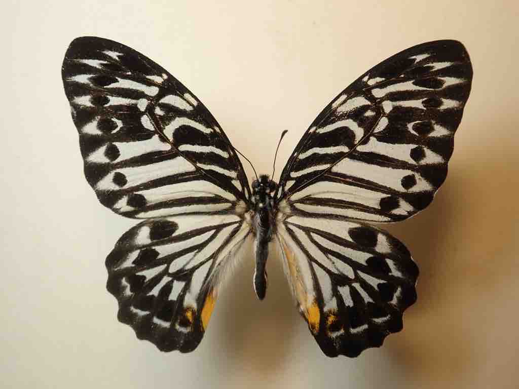 マレーシア採集記 4日目 : ばいおの採集日記