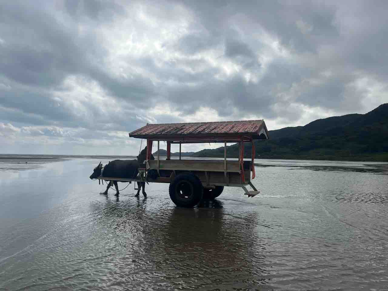 オオゴマダラの異常型 : ばいおの採集日記