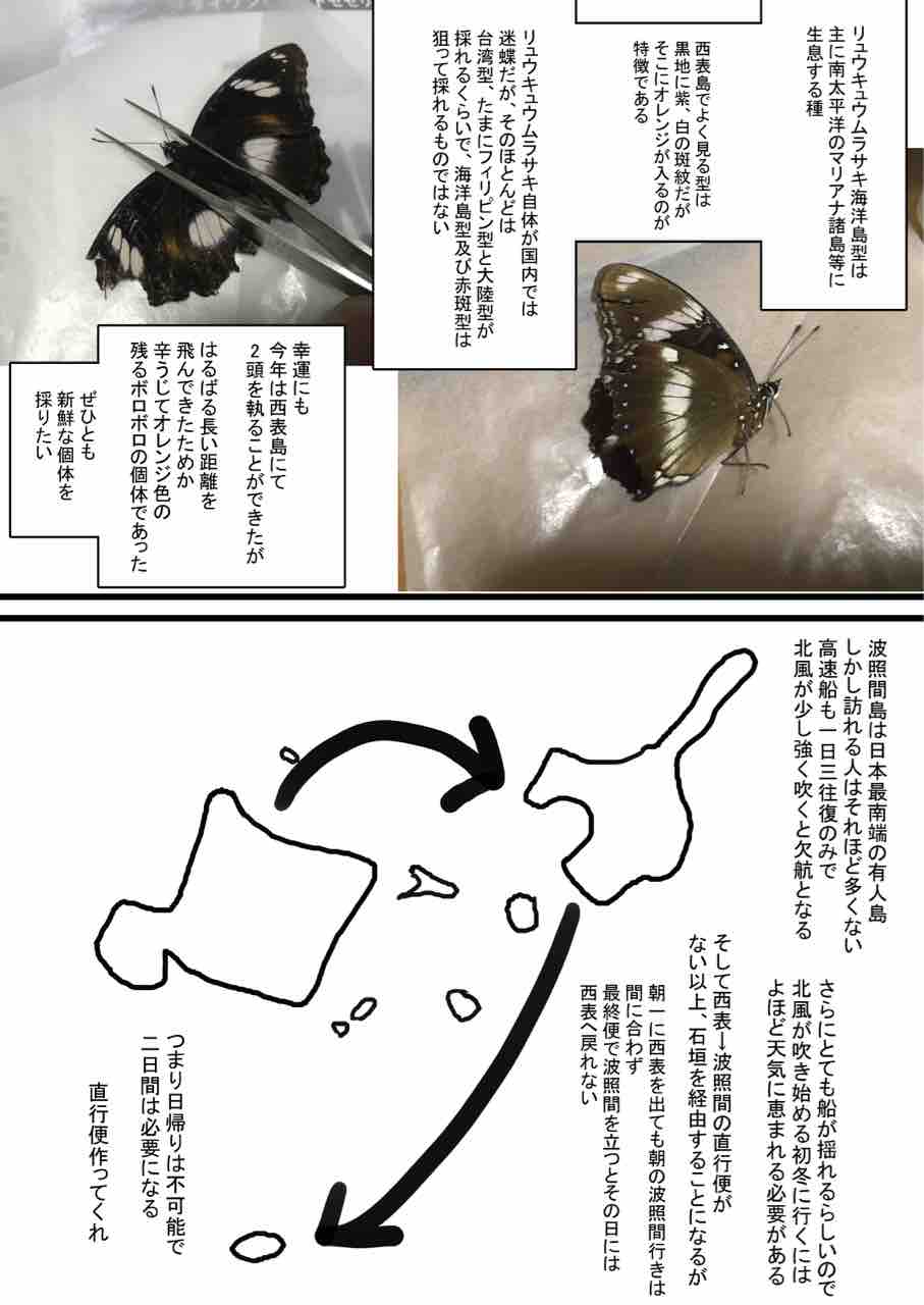 波照間島の迷蝶採集記 : ばいおの採集日記
