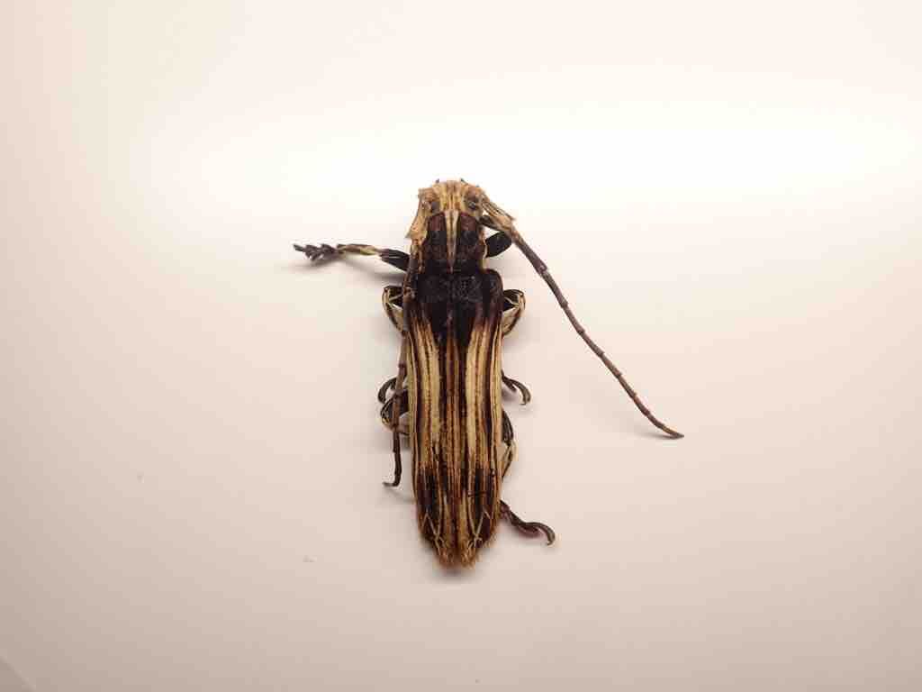 ★昆虫標本★【オオクツワムシ】マレーシア産Archbacris tenuipes ☆昆虫標本☆【オオクツワムシ】マレーシア産Archbacris tenuipes