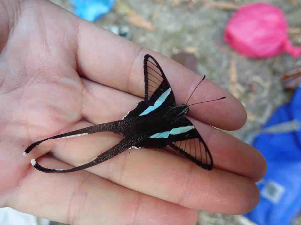 Amazon.co.jp: The malayan Nature Journal マレーシア 自然