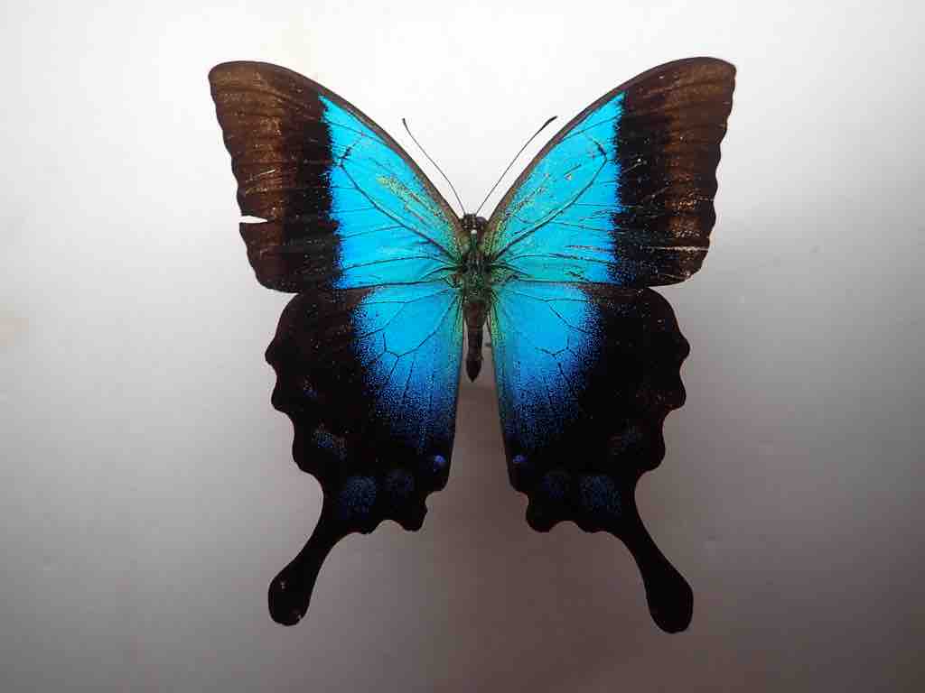 インセクトFan2022購入標本 : ばいおの採集日記