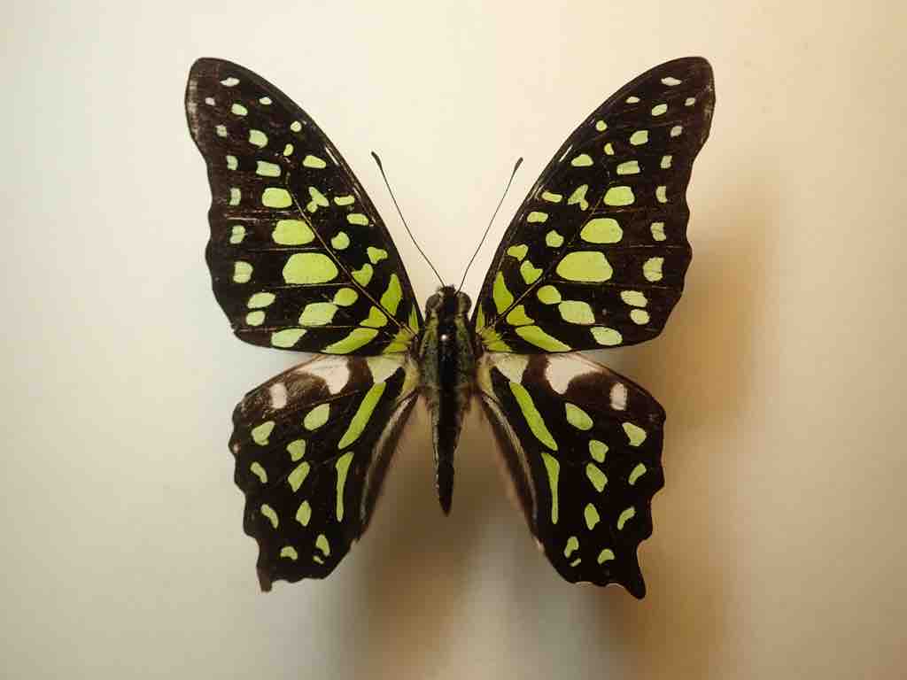 マレーシア採集記 4日目 : ばいおの採集日記