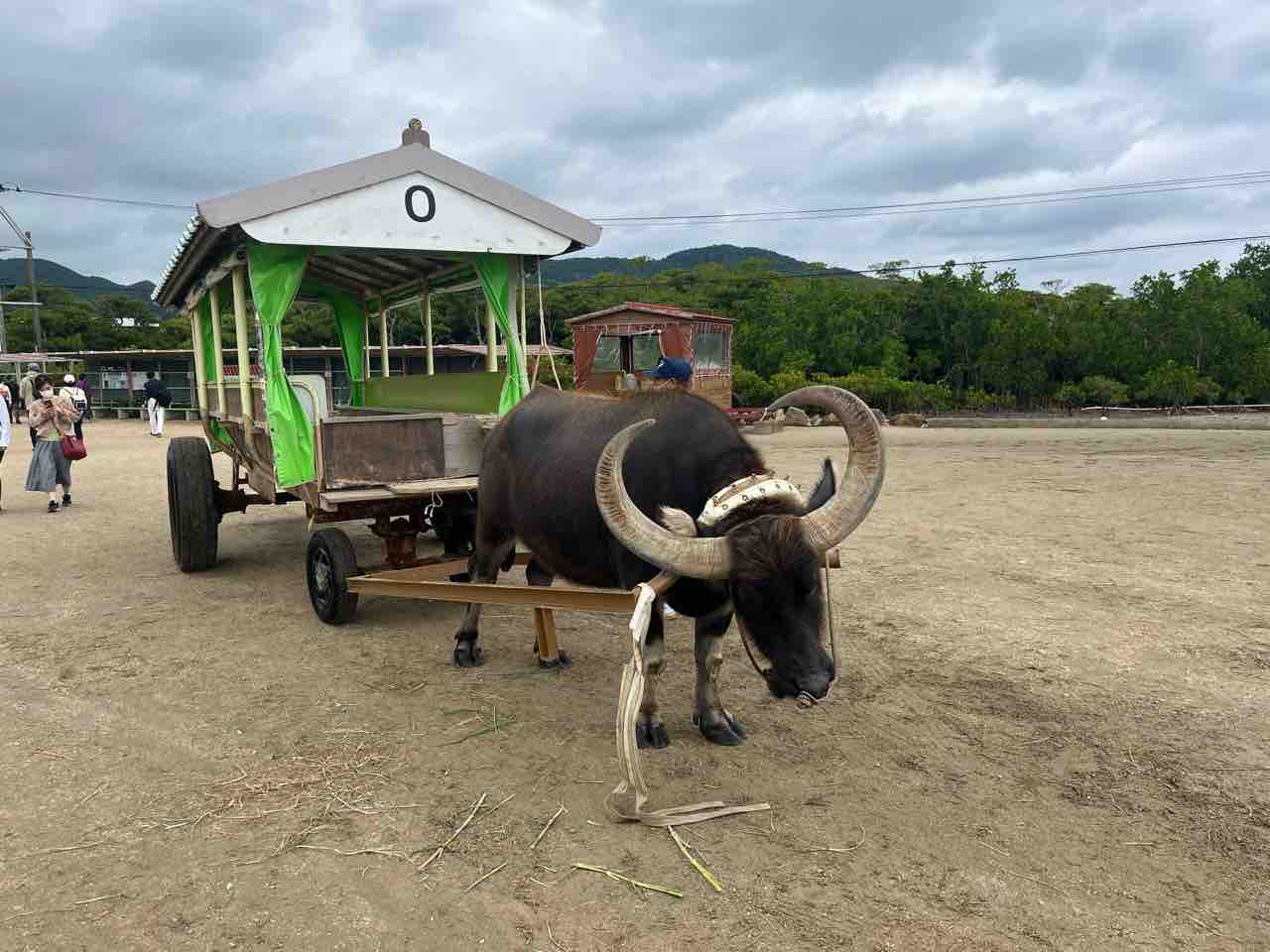 オオゴマダラの異常型 : ばいおの採集日記