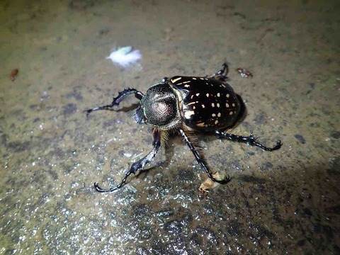 昆虫標本 マイコレ出品 珍品 タイワンテナガコガネ 57ミリ 台湾産