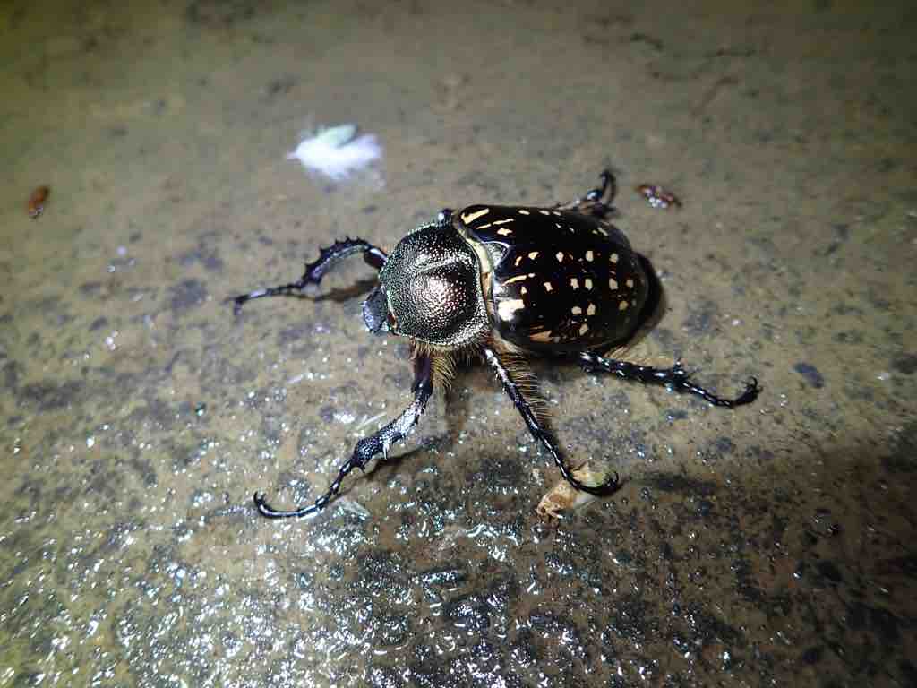 台湾へ採集に行ってきました : ばいおの採集日記
