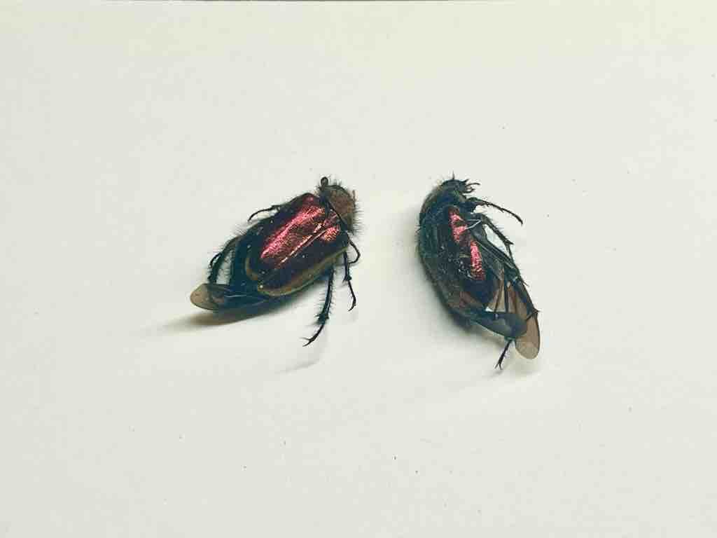 オオヒゲブトハナムグリ : ばいおの採集日記