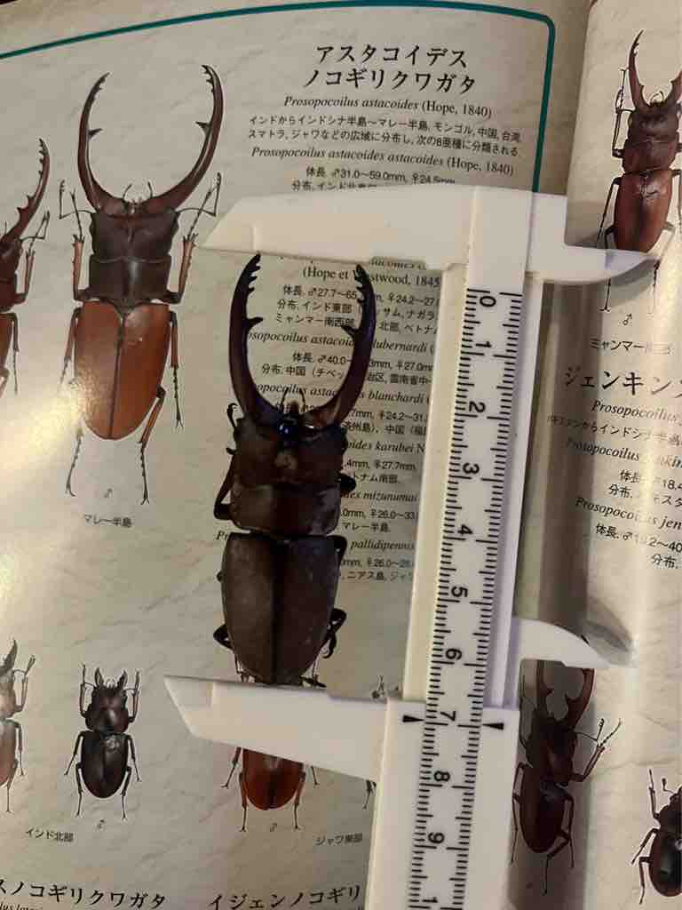 台湾採集記 5日目 : ばいおの採集日記