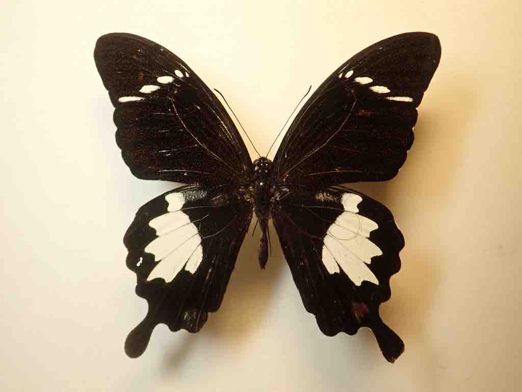 マレーシア採集記 4日目 : ばいおの採集日記