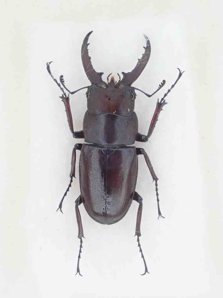 石垣 ヤエヤマノコギリクワガタ 規制前採集 【標本】 ヤエヤマ