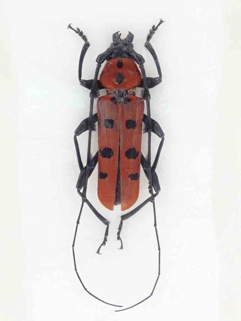 トゲムネウスバカミキリムシ　1981年採集 トゲムネウスバカミキリムシ 1981年採集 トゲムネウスバ