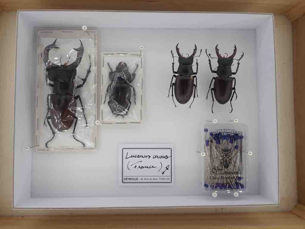 昆虫標本◇昭和40年頃：台湾の昆虫標本◇コレクションに♪②