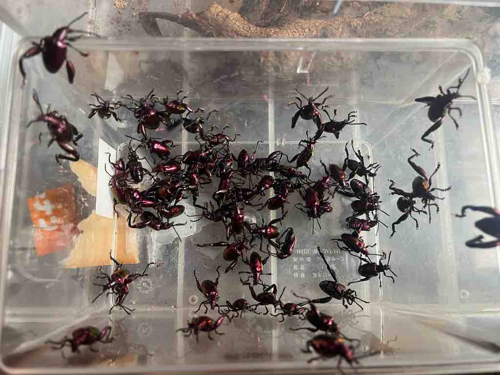 フェモラータオオモモブトハムシ : ばいおの採集日記