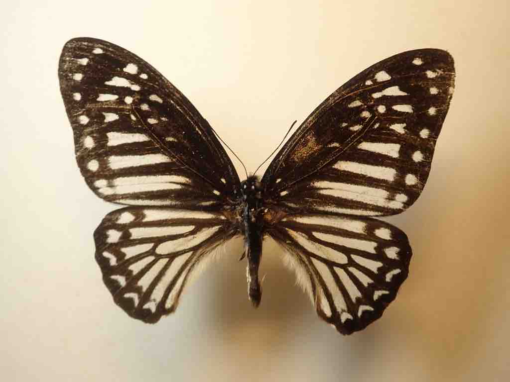 マレーシア採集記 4日目 : ばいおの採集日記