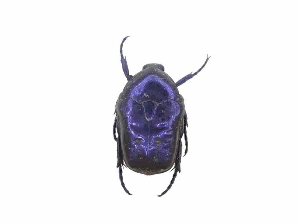 台湾採集記 3日目 : ばいおの採集日記