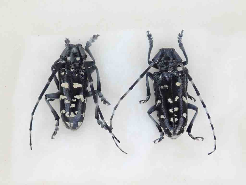 トゲムネウスバカミキリムシ 1981年採集 トゲムネウスバカミキリムシ