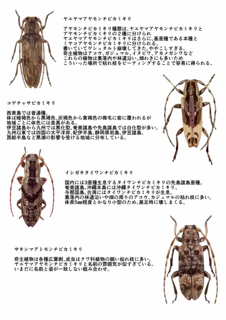 ビーティングネットを新調したよ : ばいおの採集日記