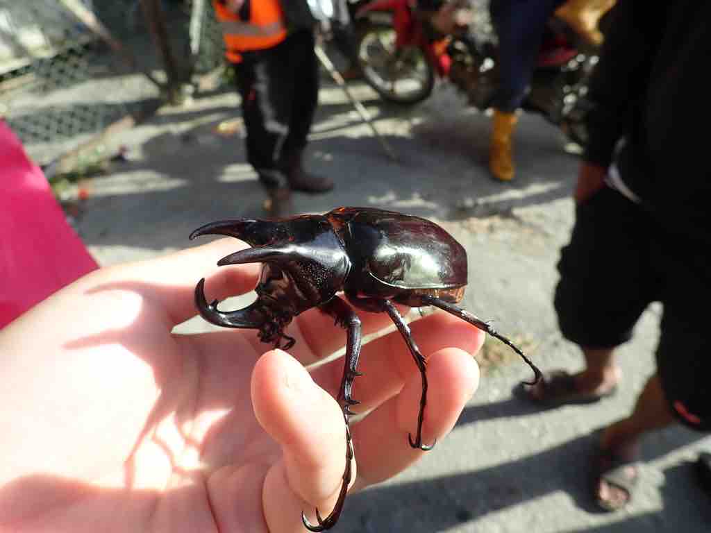 大型マレーコーカサスオオカブト標本 (コーカサスオオカブト 大型マレーコーカサスオオカブト標本 (コーカサスオオカブト