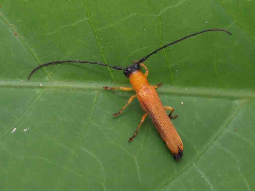 カミキリ採集とバードウォッチング : ばいおの採集日記