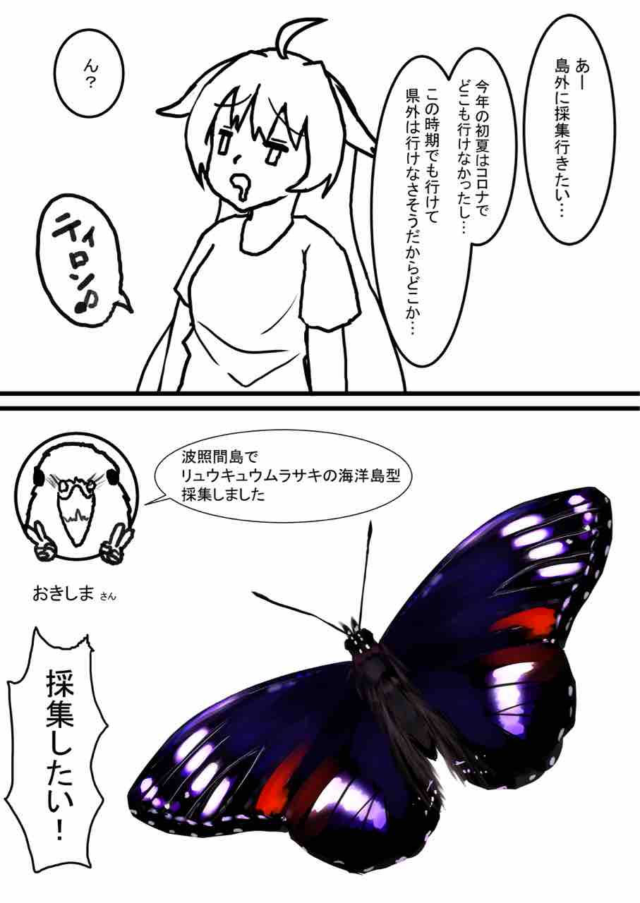 波照間島の迷蝶採集記 : ばいおの採集日記