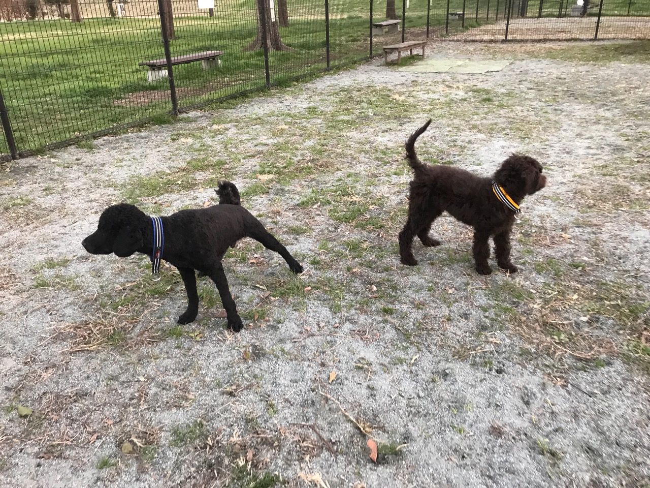 ドッグランデビュー ポーティドゥードル Agua Caoの生活