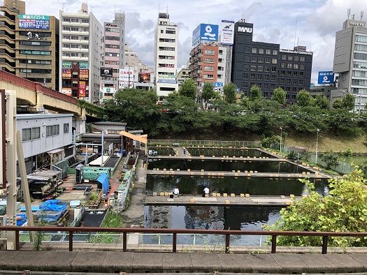 防衛省見学 グランドヒル市ヶ谷サルビア ランチ パイナップルリリー Aguregatamuのblog 防衛省見学 グランドヒル市ヶ谷サルビア ランチ パイナップルリリー Aguregatamuのblog