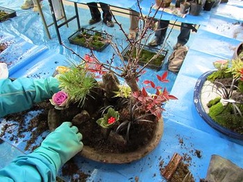 松竹梅寄せ植え体験教室