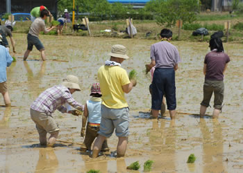 アグリパーク竜王田植え体験2012 (2)