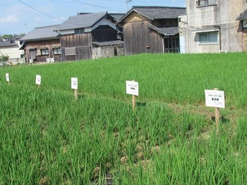 田んぼの様子