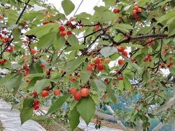 IMG_20210519_151138_copy_813x609