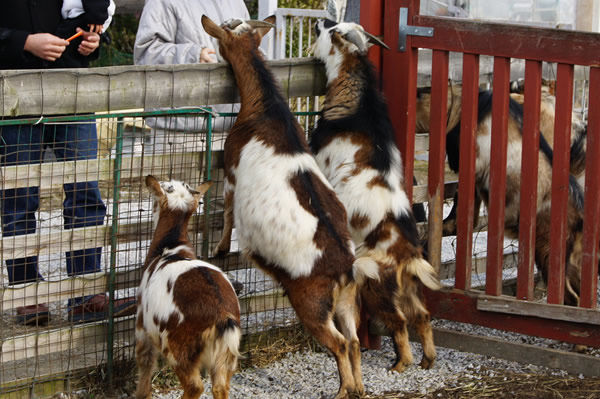 冬でも元気な動物達 道の駅 アグリパーク竜王ワクワク体験案内