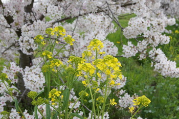 アグリパーク竜王周辺の桜と菜の花