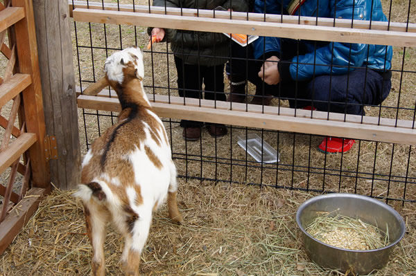 冬でも元気な動物達 道の駅 アグリパーク竜王ワクワク体験案内