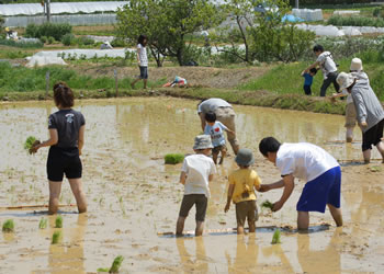 アグリパーク竜王田植え体験2012 (3)