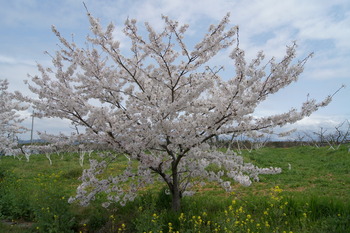 アグリパーク竜王周辺　桜