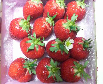 ropponngidemorinoichigo