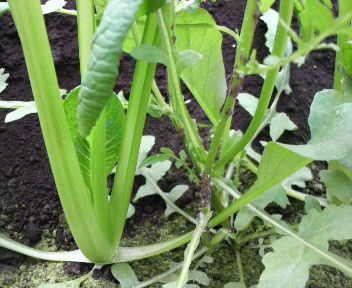 komatunatozassoutoaburamusi1