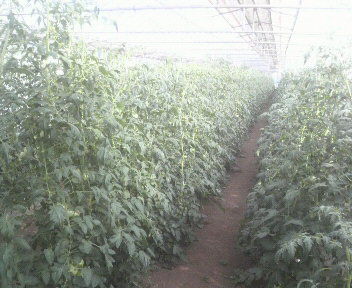 tomato2011070516370000