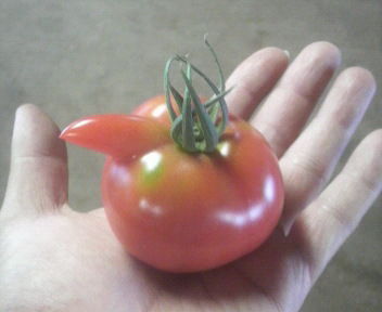 tomato2011072015300000