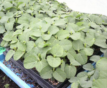 edamame1