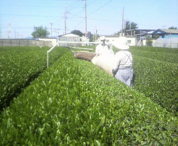 ocha2