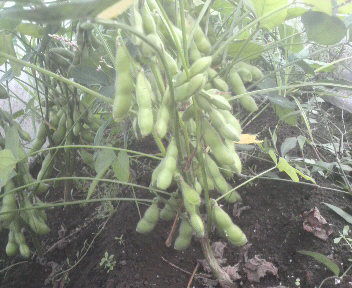 edamame822