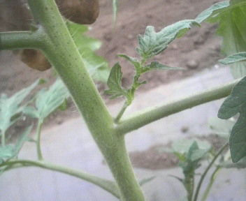 tomatomekaki2
