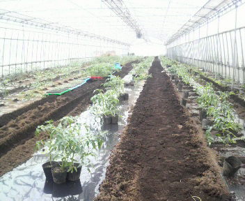 tomatoteishoku1