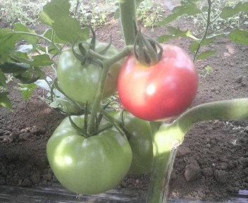 tomato2011070516380000
