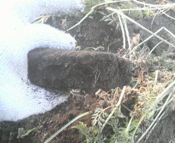 ninnjinnkouttahyoudo1